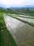 Green rice sprout on cleared water in rice terrace paddy fields