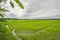 Green rice sprouts and water in the field