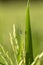 Green rice stem background with water drops, grass stalks with water drops, herbal background in Bali, Indonesia. Close up, macro