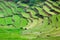 Green rice terraces