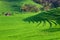 Green rice terraces landscape on Bali island