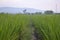 Green Ricefield Agriculture Indonesian Land