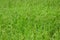 Green ricefield background