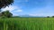 Green ricefield with beautiful scenery of mountain and blue sky