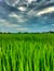 Green ricefield in dark cloud shoot.