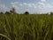 Green ricefield photo