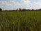 Green ricefield photo