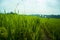 Green ricefield in the summer morning sunrise