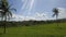 Green ricefield in a sunny day