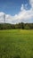 Green ricefield in a sunny day