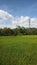 Green ricefield in a sunny day