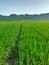 Green Ricefields and a Footpath Through the Middle with Beautiful Hills