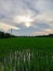 A green ricefields of Indonesia