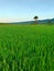 Green Ricefields with a Tree and Clear Sky