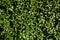 Green rich grass background