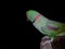 Green Ring neck Parrot Amazing look innocent