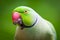 Green ring-necked parakeet, eating a nut