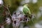 Green ring-necked parakeets with red beak and green feathers are exotic invaders in european nature with curious intelligence