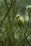 Green Ringnecked Parakeet in treetop branches