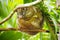 Green ringtail possum sitting on a branch