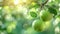 Green ripe apples hang on a branch in an apple orchard