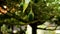 Green ripe avocado fruits hanging on a Persea americana tree