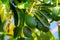 Green ripe avocados fruits hanging on avocado trees plantation