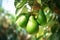 Green ripe avocados fruits hanging on avocado trees plantation. Harvesting fresh ripe organic Avocado.