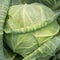 Green ripe cabbage