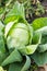 Green ripe cabbage grows in the garden in the open field