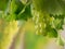 Green ripe grapes with dewdrops and vine leaves in a vineyard on a sunny harvest day