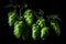 Green ripe hop cones on the plantation on black background in backlit