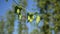 Green ripe hop cones on plantation close-up blur background