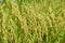 The green ripe paddy plant grains in the field meadow