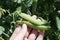 Green ripe peas on a branch in the garden