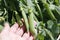 Green ripe peas on a branch in the garden