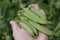 Green ripe peas on a branch in the garden