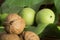 Green and ripe walnuts. Studio shot