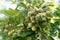 Green ripening almond fruit tree branch with green nuts and leaves