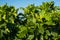 Green ripening figs on a tree branch