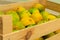 Green ripening freshly plucked tangerine in a wooden box before shipping to the market