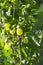 Green ripening gooseberries