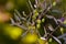 Green ripening olives on tree