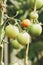 Green ripening organic tomatoes on vine, tomatoes growing on the field