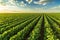 Green ripening soybean field