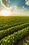 Green ripening soybean field