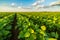 Green ripening soybean field