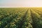 Green ripening soybean field, agricultural landscape.