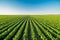 Green ripening soybean field, agricultural landscape