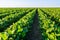 Green ripening soybean field, agricultural landscape